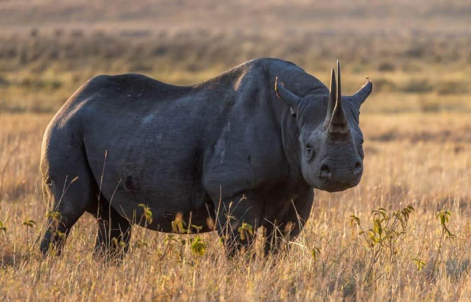 Black rhino in dry grass