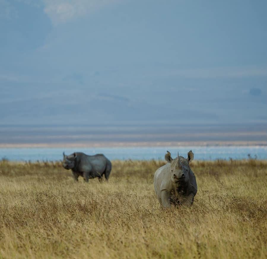 Black rhino on open grassland