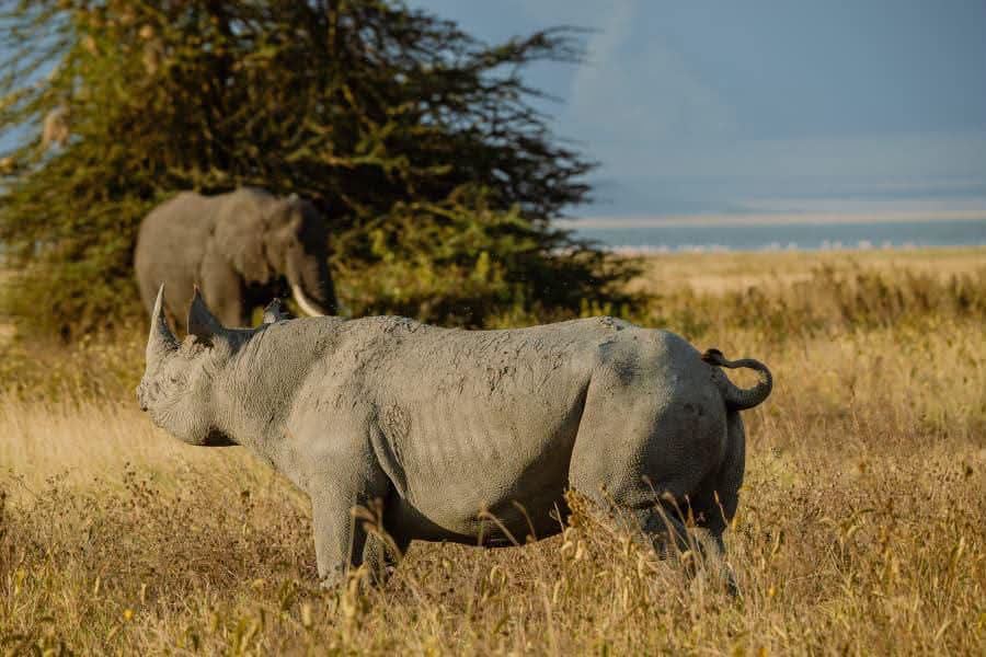 Rhino and elephant beneath an acacia