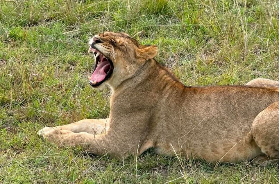 Lioness at rest