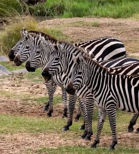 Zebra