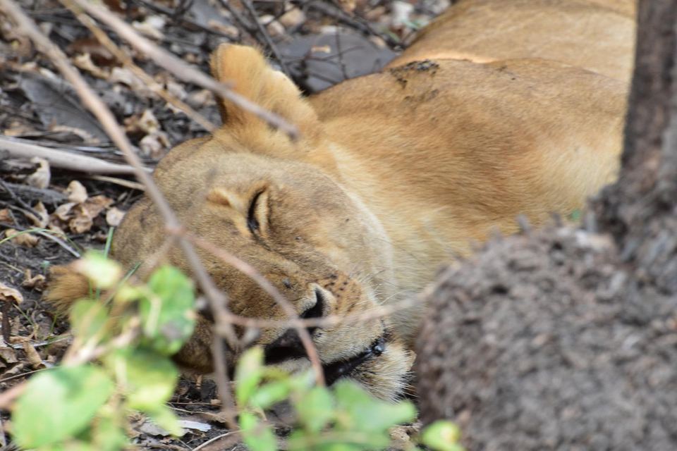 Lioness resting